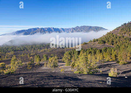 Kanarische Kiefer (Pinus Canariensis), Cumbre Vieja, UNESCO-Biosphärenreservat La Palma, Kanarische Inseln, Spanien, Europa Stockfoto