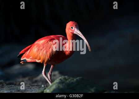 Die scharlachrote Ibis (Eudocimus Ruber), Vereinigtes Königreich, Europa Stockfoto