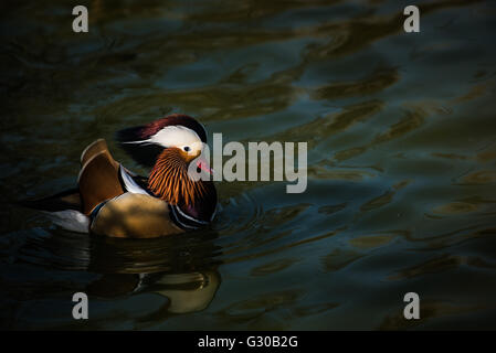 Die Mandarinente (Aix Galericulata), Vereinigtes Königreich, Europa Stockfoto