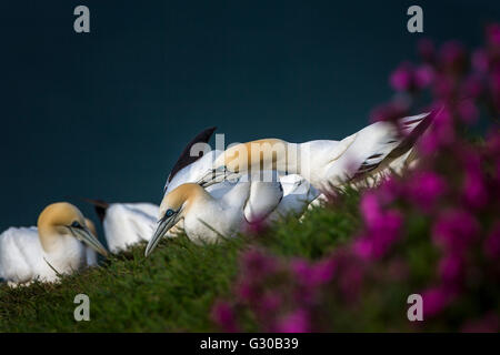 Basstölpel (Morus Bassanus) bei Sonnenuntergang Gezanke um Territorium über Bempton Cliffs, Yorkshire, England, Vereinigtes Königreich, Europa Stockfoto