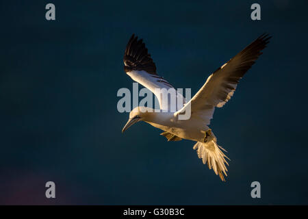 Basstölpel (Morus Bassanus) im Flug bei Sonnenuntergang über Bempton Cliffs, Yorkshire, England, Vereinigtes Königreich, Europa Stockfoto