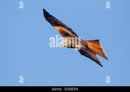 Rotmilan (Milvus Milvus) im Flug, Rhayader, Wales, Vereinigtes Königreich, Europa Stockfoto