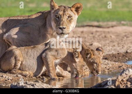 Löwin mit jungen (Panthera Leo) im Wasser, Kgalagadi Transfrontier Park, Northern Cape, Südafrika, Afrika Stockfoto