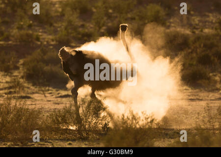 Strauß (Struthio Camelus) Dustbathing, Kgalagadi Transfrontier Park, Südafrika, Afrika Stockfoto