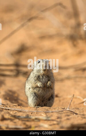 Brant die pfeifenden Ratte (Parotomys Brantsii) in der Kalahari, Kgalagadi Transfrontier Park, Northern Cape, Südafrika, Afrika Stockfoto