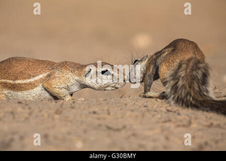 Erdhörnchen (Xerus Inauris), Kgalagadi Transfrontier Park, Northern Cape, Südafrika, Afrika Stockfoto