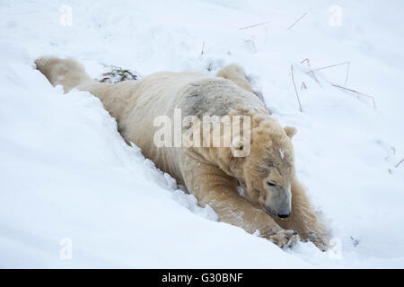 Eisbär (Ursus Maritimus) männlich, Gefangenschaft, Highland Wildlife Park, Kingussie, Schottland, Vereinigtes Königreich, Europa Stockfoto