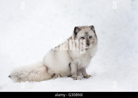 Vixen Polarfuchs (Vulpes Lagopus), in Gefangenschaft, Highland Wildlife Park, Kingussie, Schottisches Hochland, Schottland, Vereinigtes Königreich Stockfoto