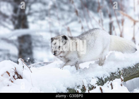 Vixen Polarfuchs (Vulpes Lagopus), in Gefangenschaft, Highland Wildlife Park, Kingussie, Schottisches Hochland, Schottland, Vereinigtes Königreich Stockfoto