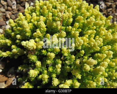 Goldmoss Mauerpfeffer (Sedum Acre Aureum) auf Feinkies bei Sonnenschein Stockfoto