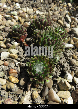 Hauswurz (Sempervivum Arachnoideum) in Kies auf Kreide Boden, bei Sonnenschein Stockfoto