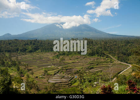 Gunung Batur Vulkan und Reis Felder in Bali, Indonesien von einem Hügel Terrasse aus gesehen Stockfoto