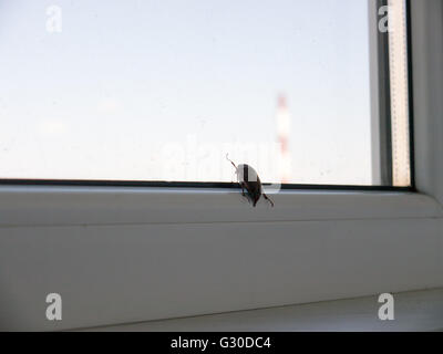 Das Insekt Fehler Chafer. Stockfoto