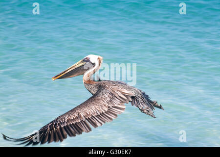 Amerikanischer brauner Pelikan (Pelecanus Occidentalis) fliegen über dem türkisfarbenen Wasser, St. John, USVI Stockfoto