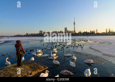 Alte Donau (Alte Donau) mit Eis und einer eisfreien Fläche mit Wasservögeln (Höckerschwäne (Cygnus Olor) und Blässhühner (Fulica Atra)) Stockfoto
