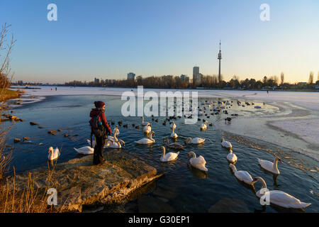 Alte Donau (Alte Donau) mit Eis und einer eisfreien Fläche mit Wasservögeln (Höckerschwäne (Cygnus Olor) und Blässhühner (Fulica Atra)) Stockfoto