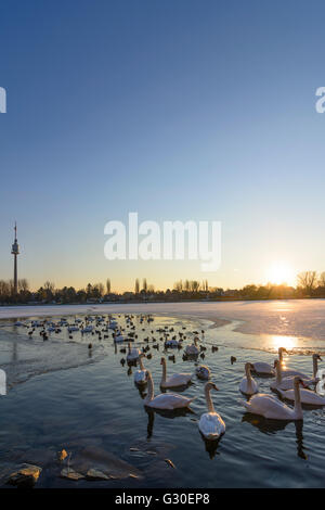 Alte Donau (Alte Donau) mit Eis und einer eisfreien Fläche mit Wasservögeln (Höckerschwäne (Cygnus Olor) und Blässhühner (Fulica Atra)) Stockfoto