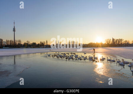 Alte Donau (Alte Donau) mit Eis und einer eisfreien Fläche mit Wasservögeln (Höckerschwäne (Cygnus Olor) und Blässhühner (Fulica Atra)) Stockfoto