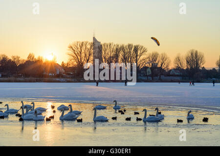 Alte Donau (Alte Donau) mit Eis und einer eisfreien Fläche mit Wasservögeln (Höckerschwäne (Cygnus Olor) und Blässhühner (Fulica Atra)) Stockfoto
