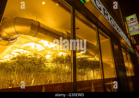 Cannabis & Hanf - Shop, ein Einzelhandelsgeschäft für Hanfpflanzen und wachsenden Zubehör, Österreich, Wien 02 wachsen., Wien, Wien Stockfoto