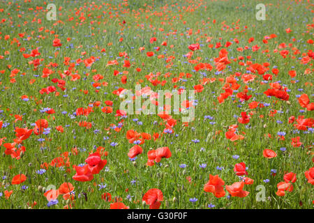 Mohn und Kornblumen in Wiese Stockfoto
