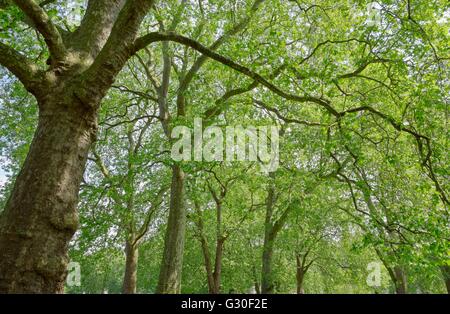 Waldflächen durch Grün der Blätter zeichnen sich die Slihouette von Ästen und Stämmen Stockfoto