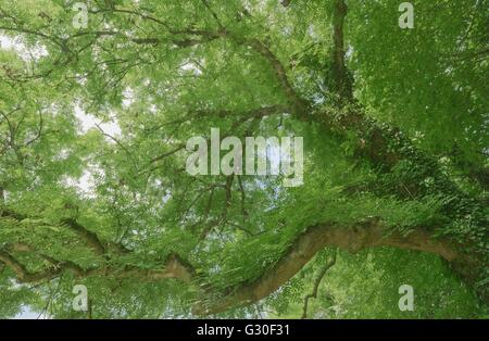 Waldflächen durch Grün der Blätter zeichnen sich die Slihouette von Ästen und Stämmen Stockfoto