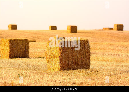 Heuballen im Feld Stockfoto