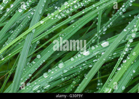 Wassertropfen auf Rasen Strohhalme. Stockfoto
