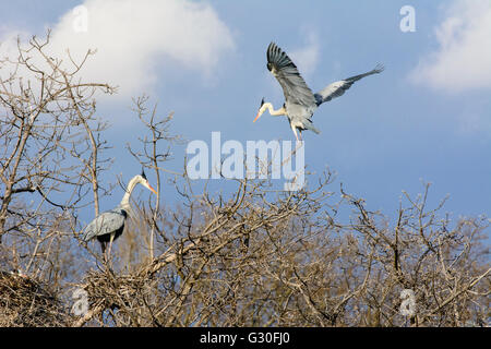 Graureiher (Ardea Cinerea) am Nest Baum, Österreich, Wien 21., Wien, Wien Stockfoto