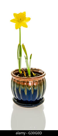 Narzisse Blume im Topf isoliert auf weißem Hintergrund Stockfoto
