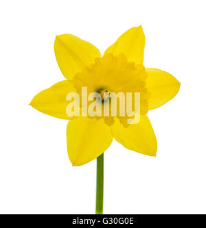 Narzisse Blume geschossen Nahaufnahme isoliert auf weißem Hintergrund Stockfoto