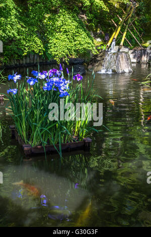 Iris Teich am Hasedera - Hase-Dera benannt offiziell Kaiko-Zan Jisho im Hase-Dera aber gemeinhin als Hase Kannon. Stockfoto