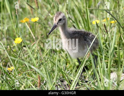 Nahaufnahme von einem unerschrockenen erkunden juvenile schwarz tailed Uferschnepfe (Limosa Limosa), Norden der Niederlande Stockfoto