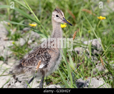 Nahaufnahme eines falschen juvenile schwarzen tailed Uferschnepfe (Limosa Limosa), Norden der Niederlande Stockfoto