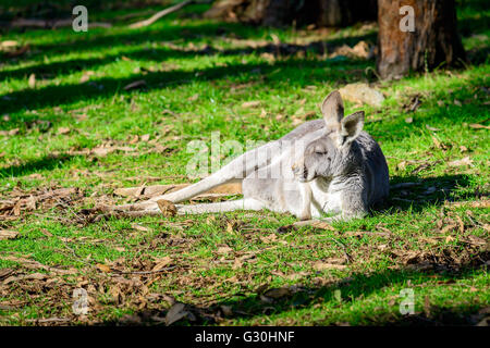 Faul, australische Känguru auf dem Boden schlafen Stockfoto