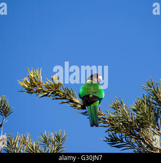 Ein australisches Ringneck (Barnardius Zonarius) Papagei oder achtundzwanzig ein Papagei in Australien heimisch hockt in einem Melaleuca Baum. Stockfoto