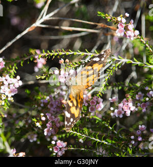 Eine süsse monarch butterfly, Danaus plexippus, einer von Australiens bekannteste exotische Schmetterlinge sitzen auf einem blass rosa blühenden thryptomene Strauch. Stockfoto