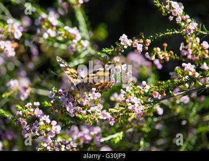 Eine süsse monarch butterfly, Danaus plexippus, einer von Australiens bekannteste exotische Schmetterlinge sitzen auf einem blass rosa blühenden thryptomene Strauch. Stockfoto