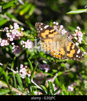 Eine süsse monarch butterfly, Danaus plexippus, einer von Australiens bekannteste exotische Schmetterlinge sitzen auf einem blass rosa blühenden thryptomene Strauch. Stockfoto