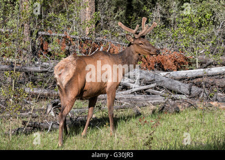 Bull Elk Stockfoto