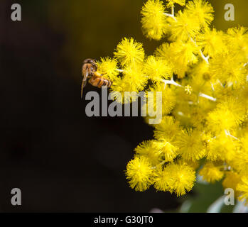 Eine Biene sammelt Pollen aus der helle gelbe duftende flauschige Kugeln der Australischen Cootamundra wattle acacia Arten blühen im Winter. Stockfoto