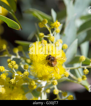 Eine Biene sammelt Pollen aus der helle gelbe duftende flauschige Kugeln der Australischen Cootamundra wattle acacia Arten blühen im Winter. Stockfoto