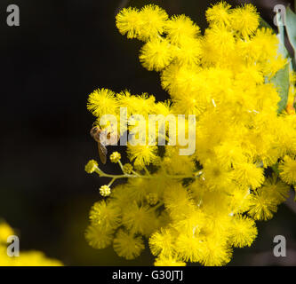 Eine Biene sammelt Pollen aus der helle gelbe duftende flauschige Kugeln der Australischen Cootamundra wattle acacia Arten blühen im Winter. Stockfoto