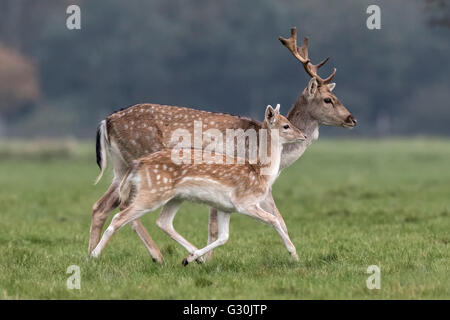 Damhirsch - junge Bock und doe Stockfoto