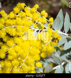 Eine Biene sammelt Pollen aus der helle gelbe duftende flauschige Kugeln der Australischen Cootamundra wattle acacia Arten blühen im Winter. Stockfoto