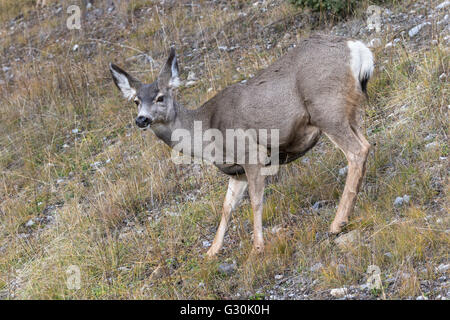 Maultier-Rotwild Stockfoto