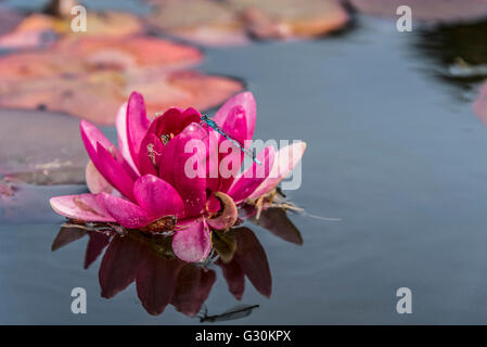 Eine blaue Mädchen Fliege ruht auf eine rote Seerose im Gartenteich. Stockfoto