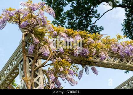 Kletterpflanze Blauregen. Baum Stockfoto