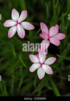 Rhodohypoxis Pintado (roter Stern, Star Grass) Stockfoto